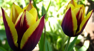 Jak krásně zasadit tulipány, výběr odrůd a nápady na design